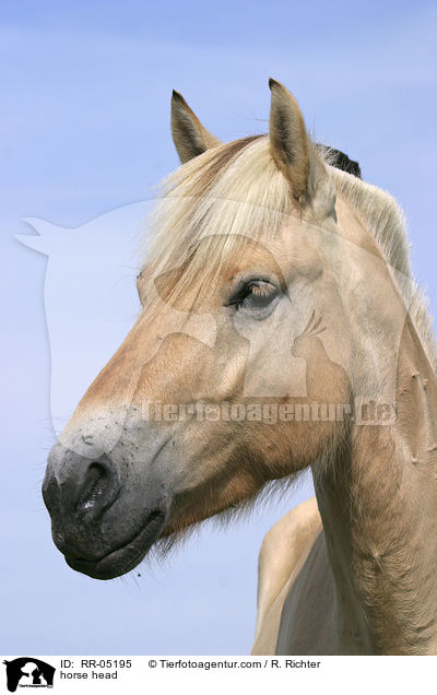 Fjordpferd Portrait / horse head / RR-05195