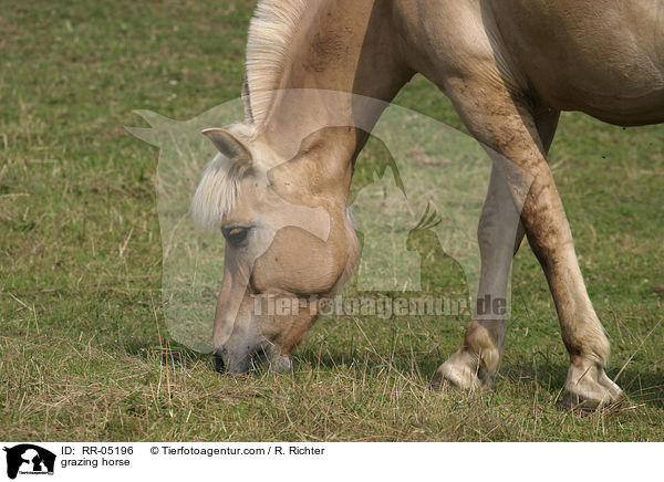 grasendes Fjordpferd / grazing horse / RR-05196