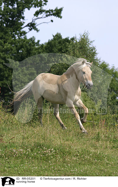 running horse / RR-05201
