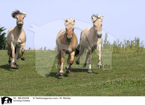 running horses / RR-05208