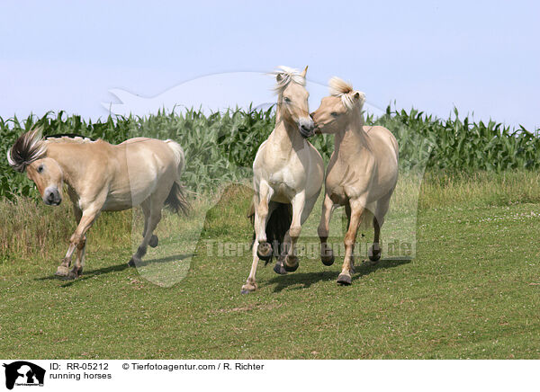 rennende Pferde / running horses / RR-05212