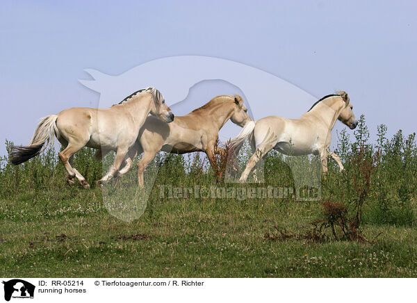 running horses / RR-05214