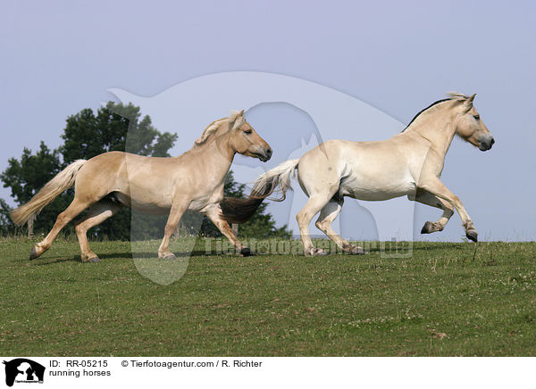 rennende Pferde / running horses / RR-05215