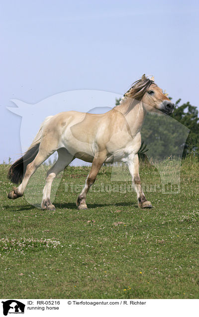 galoppierendes Fjordpferd / running horse / RR-05216