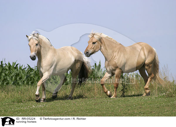 trabende Pferde / running horses / RR-05224