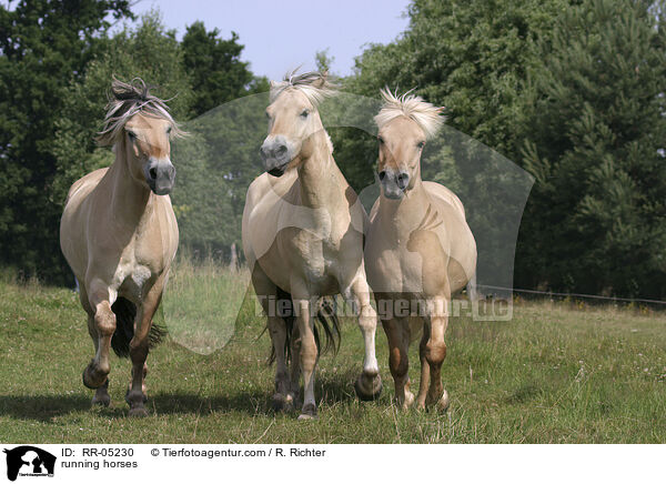 3 Pferde im Trab / running horses / RR-05230