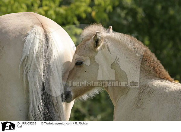 Fjordpferdefohlen / foal / RR-05239