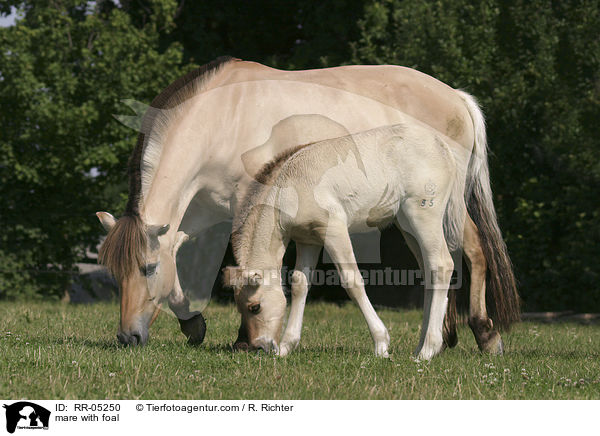 Fjordpferd Stute mit Fohlen / mare with foal / RR-05250