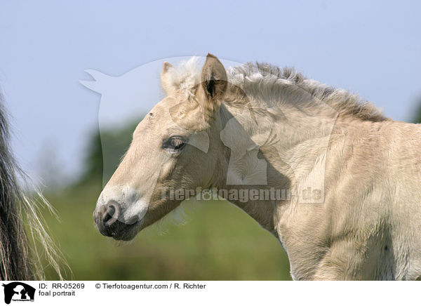 Fjordpferdefohlen Portrait / foal portrait / RR-05269