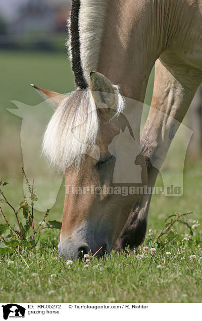 Pferd beim grasen / grazing horse / RR-05272