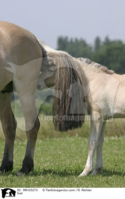 Fohlen am Schweif der Mutter / foal / RR-05273