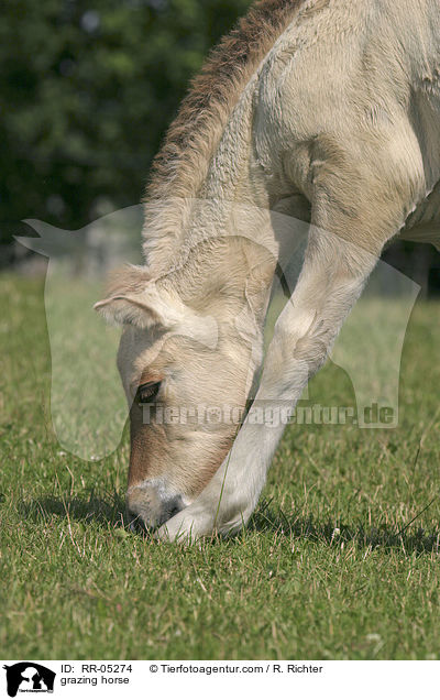 Pferd beim grasen / grazing horse / RR-05274