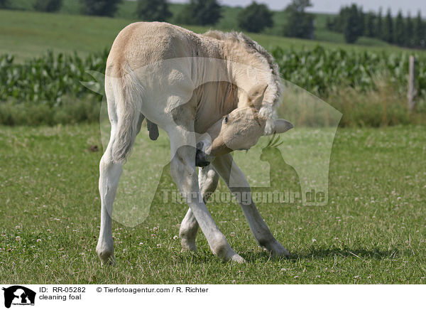 Fohlen kratzt sich / cleaning foal / RR-05282