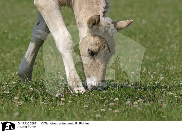 Pferd beim grasen / grazing horse / RR-05287