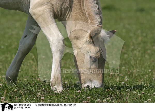 Pferd beim grasen / grazing horse / RR-05288