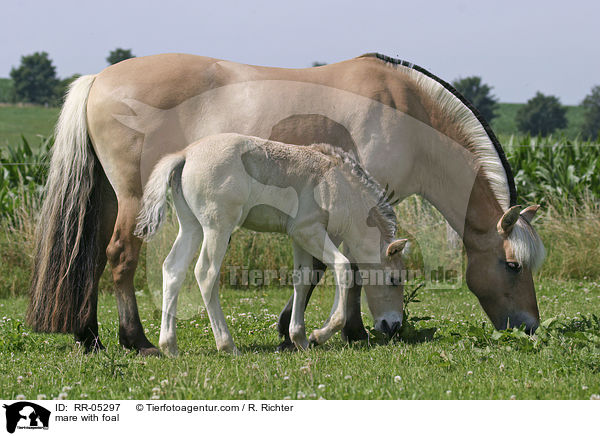 Stute mit Fohlen / mare with foal / RR-05297