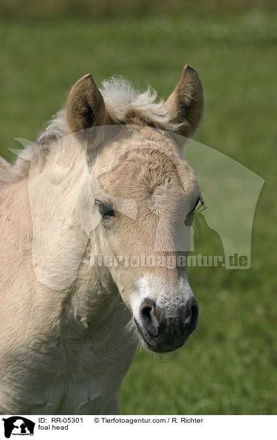 Fjordpferd Fohlen Portrait / foal head / RR-05301