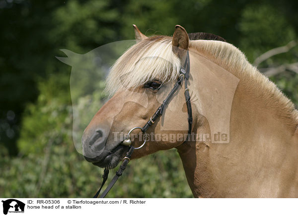 Hengst Skagen Portrait / horse head of a stallion / RR-05306