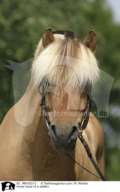 Hengst Skagen Portrait / horse head of a stallion / RR-05313