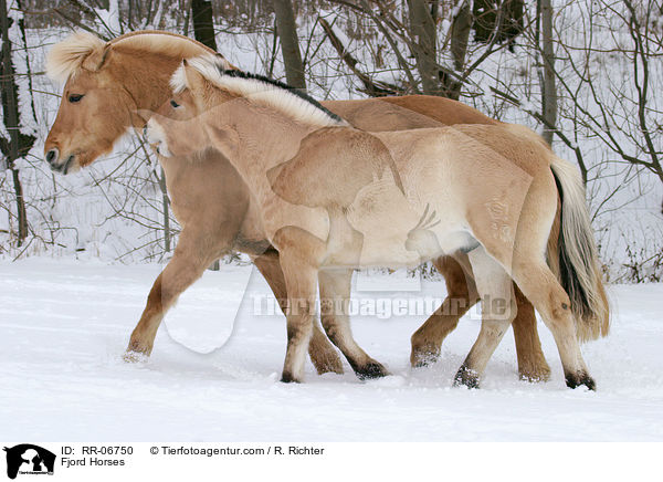 Fjord Horses / RR-06750