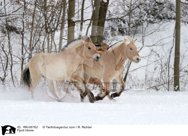 Fjordpferd / Fjord Horse / RR-06762