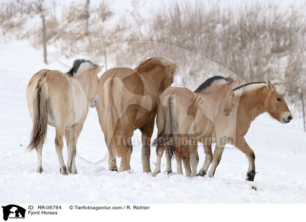 Fjordpferd / Fjord Horses / RR-06764