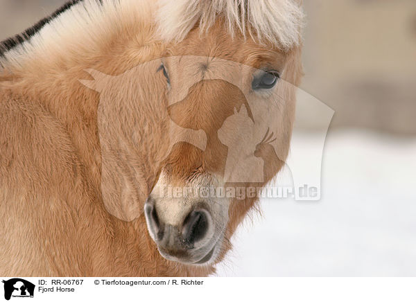 Fjordpferd / Fjord Horse / RR-06767