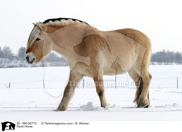Fjord Horse / RR-06773