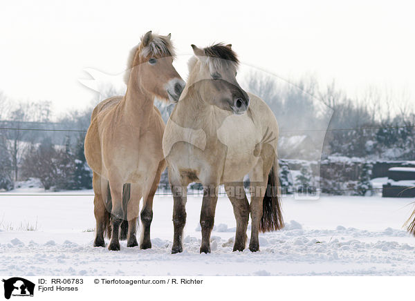 Fjordpferde / Fjord Horses / RR-06783