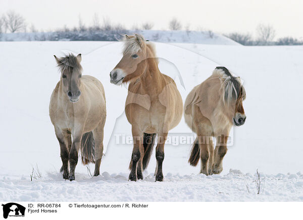 Fjordpferde / Fjord Horses / RR-06784