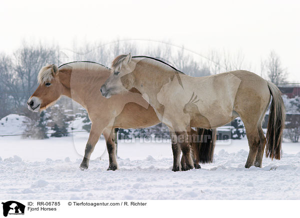 Fjordpferde / Fjord Horses / RR-06785