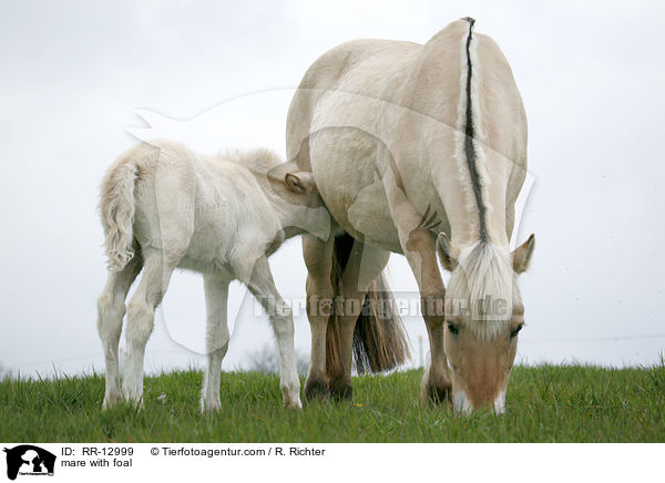 Stute mit Fohlen / mare with foal / RR-12999