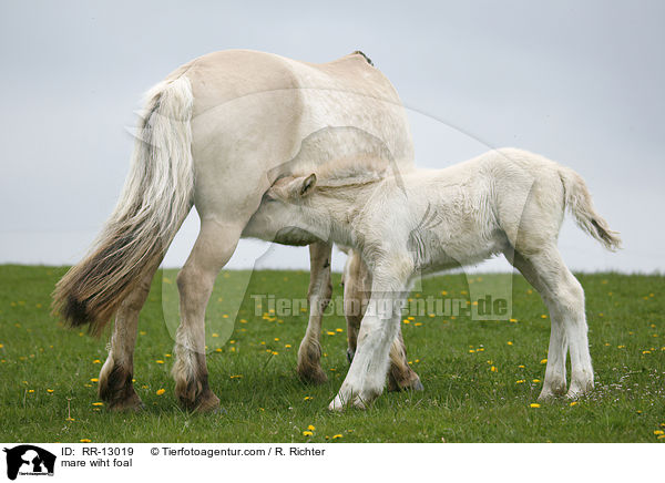 Norweger Stute mit Fohlen / mare wiht foal / RR-13019