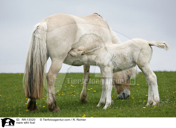 Norweger Stute mit Fohlen / mare wiht foal / RR-13020
