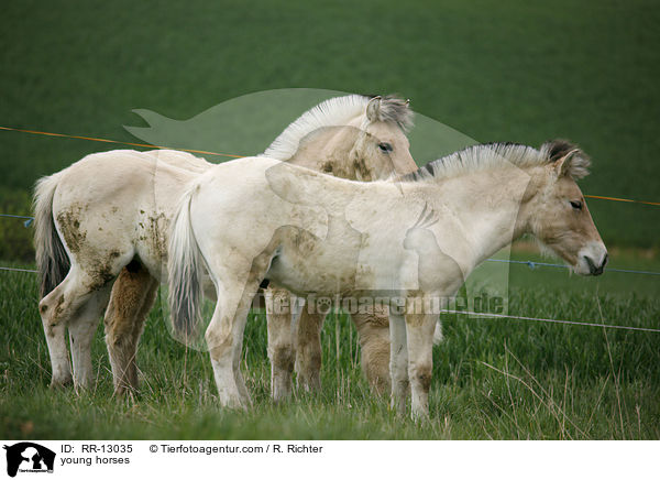 junge Norweger / young horses / RR-13035
