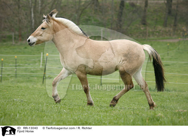 Fjordpferd / Fjord Horse / RR-13040