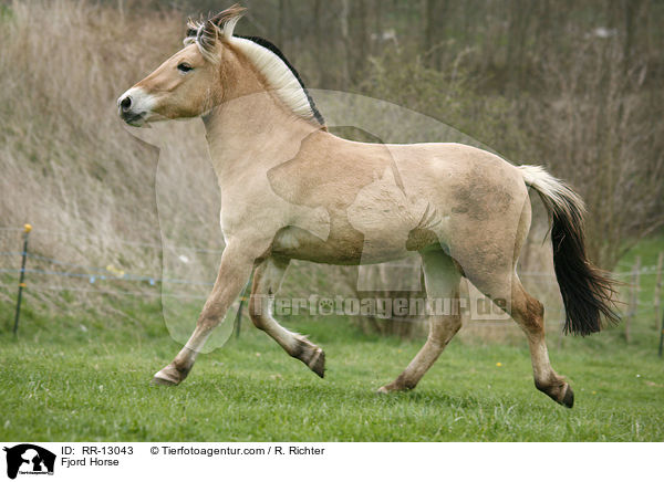 Fjordpferd / Fjord Horse / RR-13043