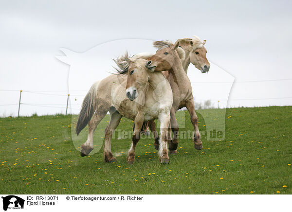 Fjordpferde / Fjord Horses / RR-13071