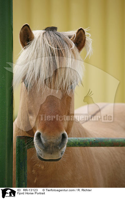 Fjord Horse Portrait / RR-13123