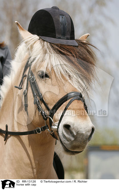 horse with cap / RR-13126