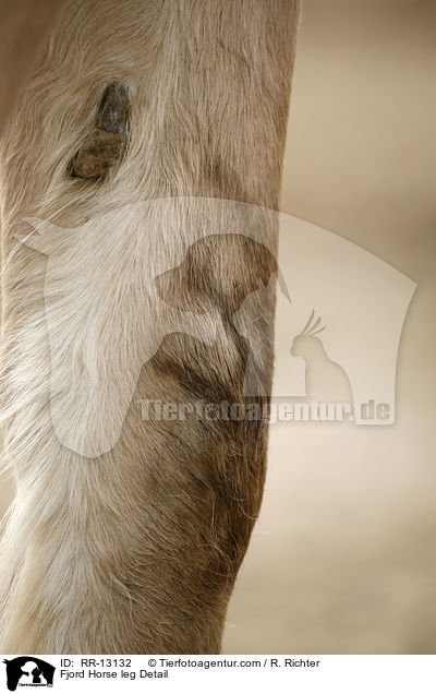 Zeichnung am Pferdebein / Fjord Horse leg Detail / RR-13132