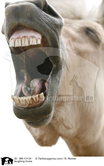 lachendes Pferd / laughing horse / RR-13134