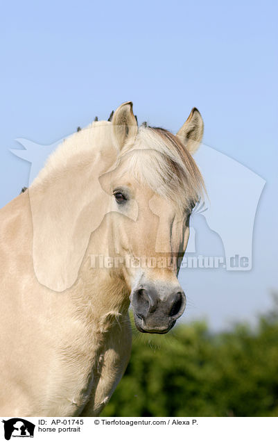 Fjordpferd Portrait / horse portrait / AP-01745