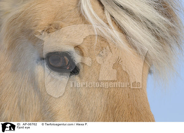 Fjordpferd Auge / Fjord eye / AP-06762