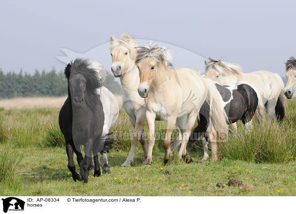 Pferdeherde / horses / AP-08334