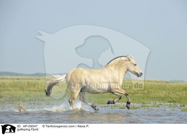 galloping Fjord / AP-09047