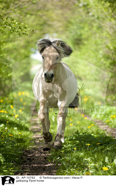 galoppierendes Fjordpferd / galloping Fjord horse / AP-10782