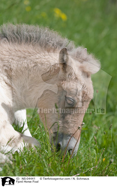 Fjordpferd Fohlen / Fjord Horse Foal / NS-04441