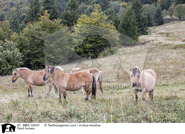 Fjordpferde / Fjord horses / MBS-16047