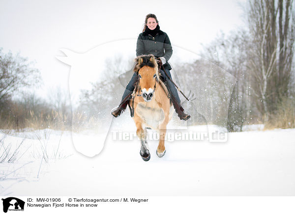 Norwegisches Fjordpferd im Schnee / Norwegian Fjord Horse in snow / MW-01906